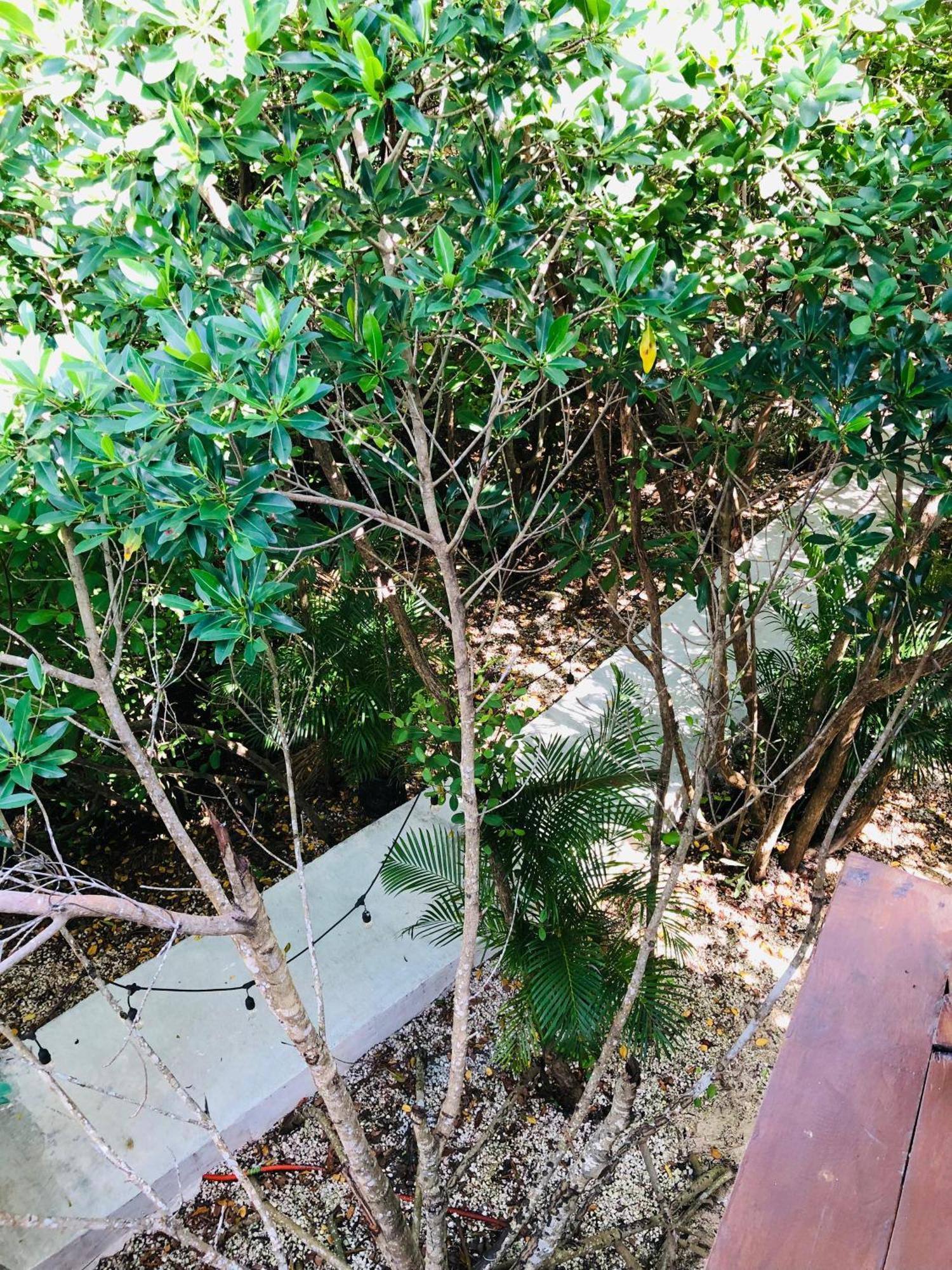 Cabanas Tulum - Aldea Mangle & Cenote Extérieur photo